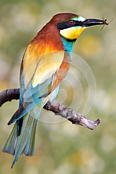 Pretty bird eating