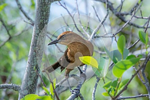Pretty bird photographed in the everglades
