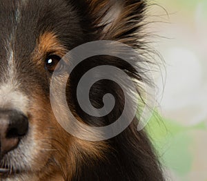 black brown and white shetland sheepdog puppy dog eye portrait