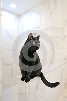 Pretty Black Cat Sitting in Nice White Marble Fancy Bathroom