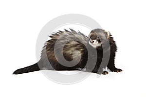 Pretty black ferret on white background posing for portrait in studio