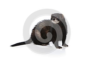 Pretty black ferret on white background posing for portrait in studio