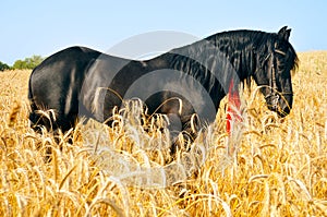 Pretty black horse in golden field