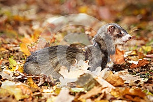 Pretty black sable ferret posin on leaves in autumn park