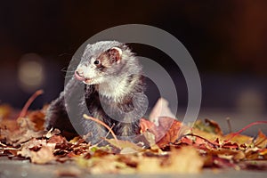 Pretty black sable ferret posin on leaves in autumn park