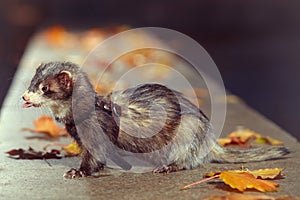 Pretty black sable ferret posin on stone fence in autumn park