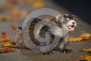 Pretty black sable ferret posin on stone fence in autumn park