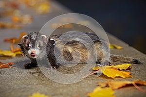 Pretty black sable ferret posin on stone fence in autumn park