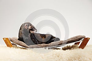 Pretty black sable ferret posing on bed in studio