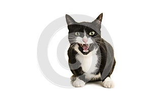 Pretty black and white cat lying down looking at the camera with mouth open like its talking or screaming isolated on a white