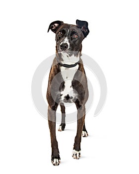 Mountain Cur Mixed Breed Dog photo