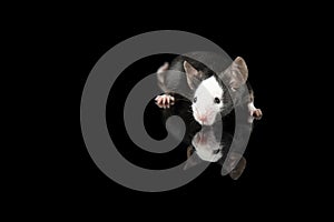 Pretty black and white hereford mouse on a black background with reflection