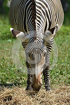 Pretty black and white zebra with its head lowered