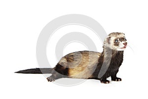 Pretty blind ferret on white background posing for portrait in studio