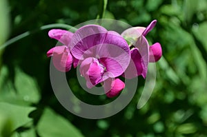 Pretty Blooming Hot Pink Sweet Pea Flowers