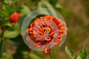 Pretty Blooming Orange Dahlia Flower Blossom in the Summer