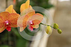 A pretty blooming yellow orchid