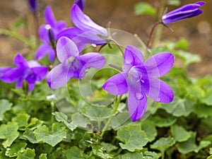 Pretty blue Campanula portenschlagiana flowers, Resholt variety