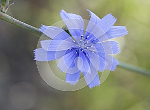 Pretty Blue Chickory Wildflower on Stem. photo