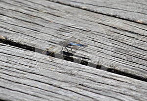 Pretty Blue Dragonfly sitting on a board.