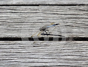 Pretty Blue Dragonfly sitting on a board.