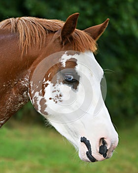 Pretty Blue Eye Pony Portrait