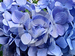 Carino blu ortensie fiori primavera 