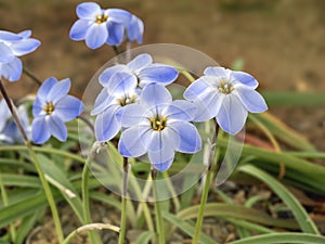 Pretty blue Ipheion uniflorum spring starflowers, variety Rolf Fiedler