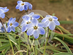 Pretty blue Ipheion uniflorum spring starflowers, variety Rolf Fiedler photo