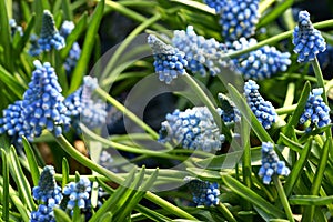 Pretty blue muscari or grape hyacinth