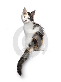 Maine Coon cat kitten on white background