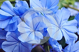 Pretty bouquet of blue flowers