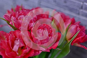 Pretty bouquet of the fresh pink tulips, close up spring flowers