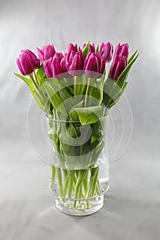 A pretty bouquet of purple tulips in a glass vase on a gray background