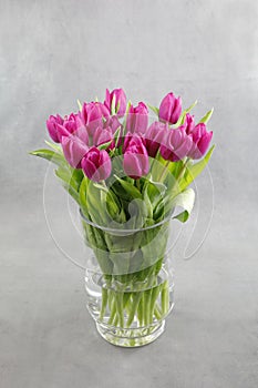 A pretty bouquet of purple tulips in a glass vase on a gray background
