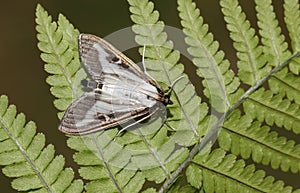 A pretty Box Tree Moth Cydalima perspectalis perching on a fern.