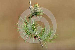 A pretty branch of a Larch, Tree, European, Larix decidua, growing in woodland in the UK.