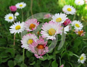 Pretty Bright Closeup Pink And White Common Daisy Flowers Blooming In Mid Spring 2020
