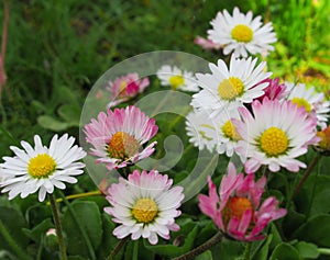 Pretty Bright Closeup Pink And White Common Daisy Flowers Blooming In Mid Spring 2020