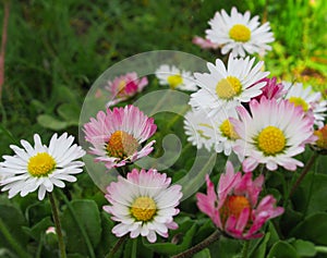 Pretty Bright Closeup Pink And White Common Daisy Flowers Blooming In Mid Spring 2020