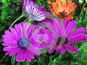 Pretty Bright Closeup Purple African Daisy Flowers Blooming In Spring 2020