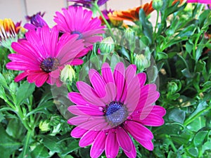 Pretty Bright Closeup Purple African Daisy Flowers Blooming In Spring 2020