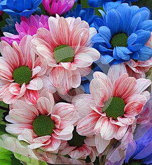 Pretty Bright Closeup Purple, Blue And Pink Daisy Flowers Bouquet