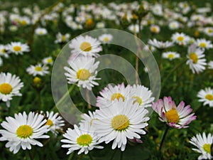 Pretty Bright Closeup White Common Daisy Flowers Blooming In Spring 2020