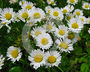 Pretty Bright Closeup White Common Daisy Flowers Blooming In Spring 2020