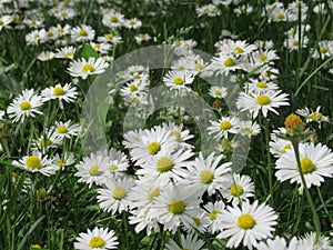 Pretty Bright Closeup White Common Daisy Flowers Blooming In Spring 2020