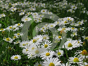 Pretty Bright Closeup White Common Daisy Flowers Blooming In Spring 2020