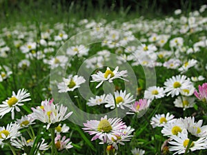 Pretty Bright Closeup White Common Daisy Flowers Blooming In Spring 2020