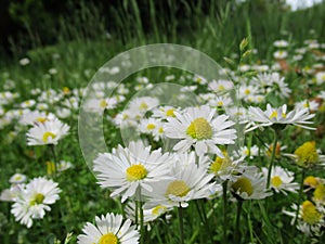 Pretty Bright Closeup White Common Daisy Flowers Blooming In Spring 2020