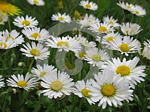 Pretty Bright Closeup White Common Daisy Flowers Blooming In Spring 2020